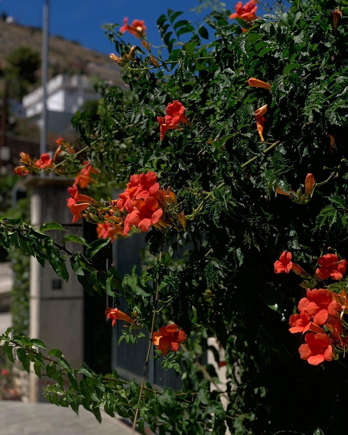 Vila Marjana Sarandë 外观 照片